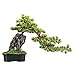 Simulationsbaum Künstliche Bonsai-Kiefer-Faux-Topf-Anlagen-Desk-Display Gefälschte Baum-Topf-Ornamente Keramik-Blumentöpfe mit realistischen Felsen mit grünen künstlichen Moos for Zuhause, Bürodekorat