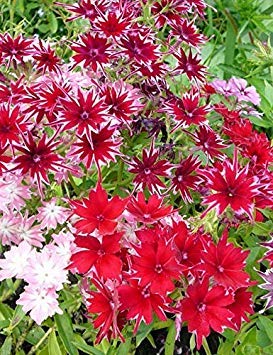 ANTIER HOLLYHOCK MIXED FLOWER SEEDS (AVG 30-50) SEEDS X 1 PACKET (B07H1X82NQ) Amazon Price History, Amazon Price Tracker