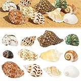Le Cadeau Idéal:Petits coquillages couleurs vives et leur style tropical apporteront une atmosphère unique de style plage à votre espace. pour l'artisanat sont colorés et ont un large éventail d'utilisations. Ils peuvent être offerts aux passionnés de l'océan, comme cadeau d'anniversaire à la famille et aux amis, comme cadeau pour la fête des mères de faire ressortir leur beauté naturelle