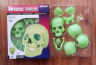 Anatomical Model Skull, 4D Anatomy Didactic Skull Model, 17 Parts - 1:1d Anatomy Scientific Medical Anatomical Model, Perfect for Teaching & Learning