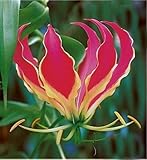  Gloriosa Rothschildiana vite gloria 10 Semi, Arrampicata Flame Lily