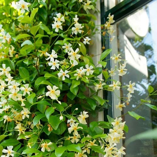 3 x Gelsomino (Giallo-Bianco-Rosa) - Acquista 3/Paga2 - Pianta Adulta | ClematisOnline