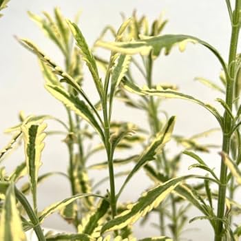 斑入りラベンダー メルロー 9cmロングポット+オマケ 斑入りラベンダー メルロー 2.5号〜3.5号ポット苗 希少 ハーブ