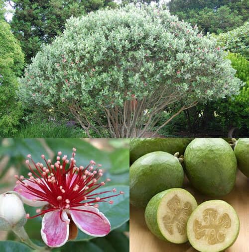 See full amazon price history chart for S.D ENTERPRISE Organic Feijoa Live Plant S.D ENTERPRISE Organic Feijoa Live Plant (B0CL4G9Z6S) Amazon Price History, Amazon Price Tracker