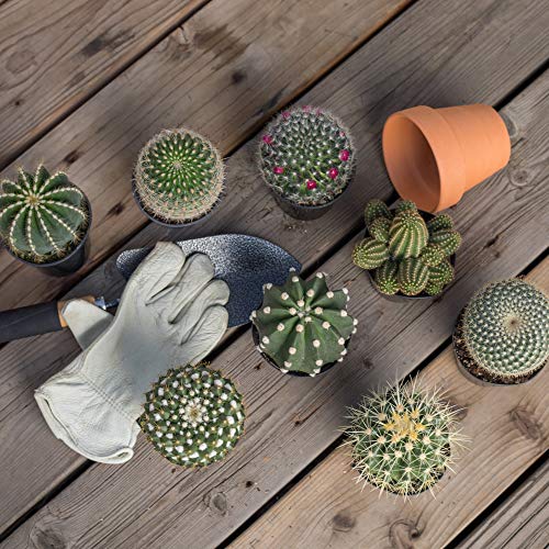 Assorted Cactus Collection 2.5" 12 Pack #TOP2