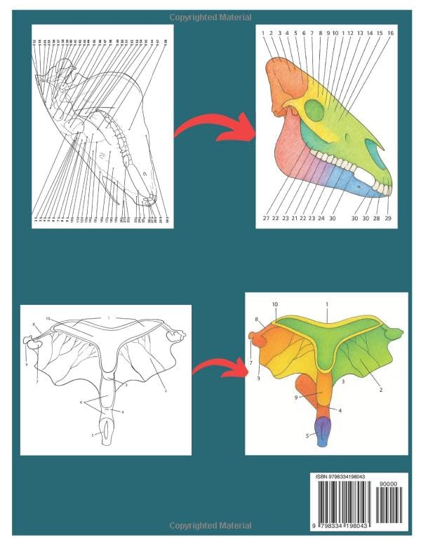 Horse Anatomy Coloring Book for adults: Self test Equine Anatomy coloring workbook a perfect gift for Veterinary students, equestrians and adults - Image 2