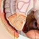 3B Scientific Menschliche Anatomie - Lebensgroße zweigeschlechtige 3B Scientific® Muskelfigur, asiatisch, 39-teilig + kostenlose Anatomie App - 3B Smart Anatomy
