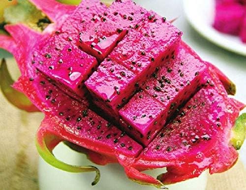 Miniatura 5 de 2 Esquejes de vid de plantas de fruta de dragón rojo sano Pitahaya corte de 10 pulgadas