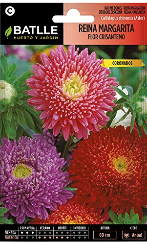Semillas de Flores - Reina Margarita flor Crisantemo - Batlle