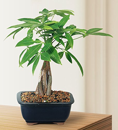 Brussel's Bonsai Live Money Tree Plant - 4 Years, 10 to 14 Inches Tall - Indoor Bonsai Tree Live in Ceramic Bonsai Pot - Thumbnail 2