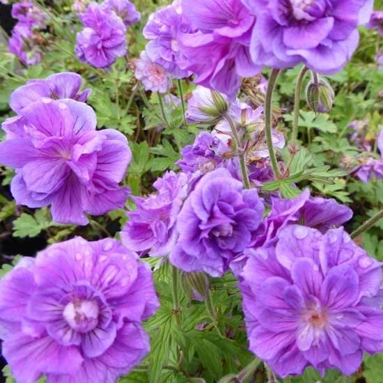 6x Géranium vivace de l'Himalaya - Geranium himalayense ‘Plenum’ - Godet 9x9cm
