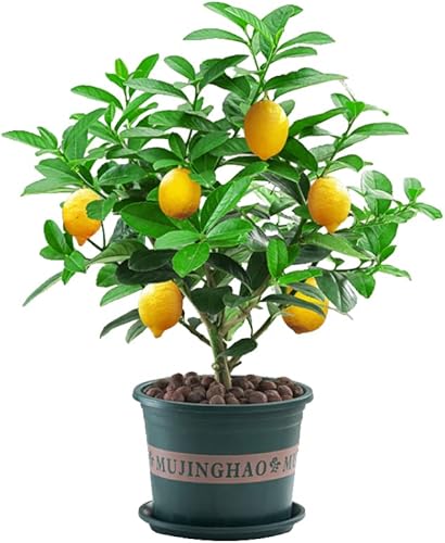 Live Plants Citrus Medica Perfume Lemon Trees Edible Citrus Fruit Landscaping Seedling - 18 inch Height for Yards and Garden Decoration