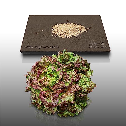 500 Graines à semer - Le Grenier d'Abondance - LAITUE BATAVIA - Rouge Grenobloise