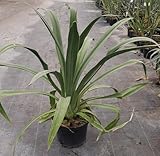 Cette espèce de Furcraea peut produire un tronc trapu de 2 mètres de haut à taille adulte soutenant jusqu'à cent feuilles semblables à celles des Agaves. Les feuilles vertes sont longues, persistantes et disposées en rosette. Elles ne sont pas piquante