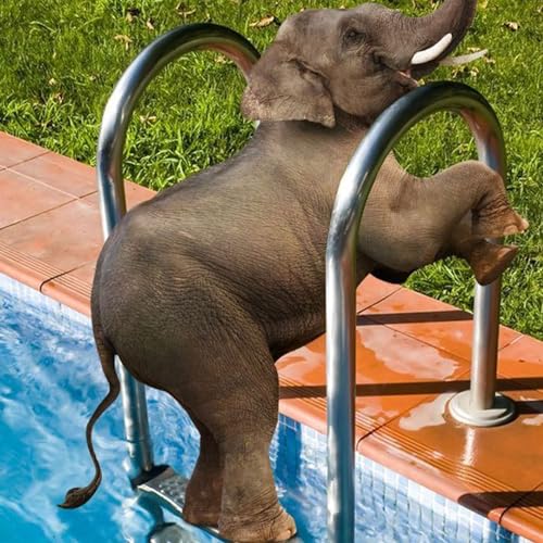 Escalera para piscina de acero inoxidable de 4 peldaños miniatura 4