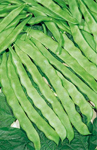 Germisem Helda Graines de Haricot à Rames 100 g EC1201 Multicolore