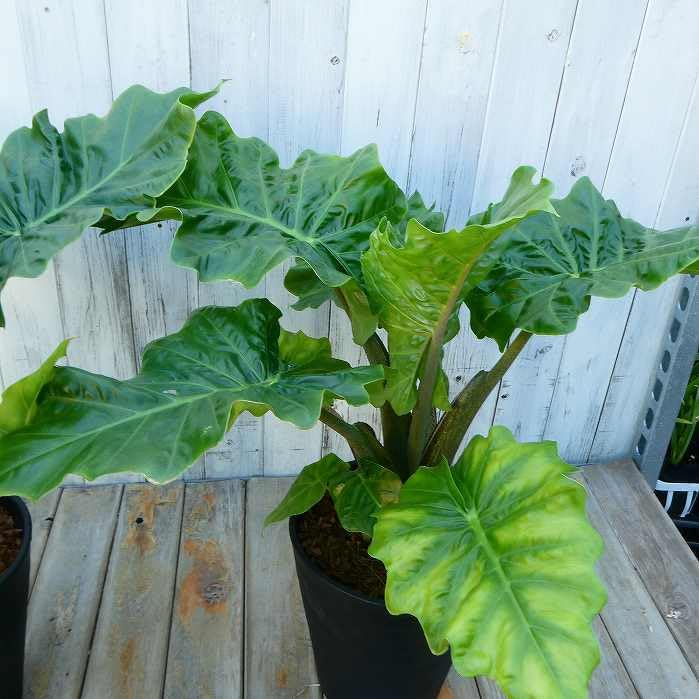 Amazon.co.jp: アロカシア ローライダー 7号鉢 大型種 観葉植物