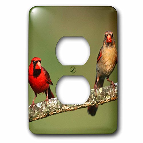 Masquer prise électrique inesthétique avec le cache 2 prises 3dRose oiseaux - 3