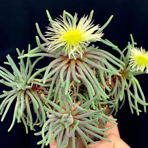 �J�Ԓ� �t�B���{���X �A�}�r���X �����A�� �򍪐A��