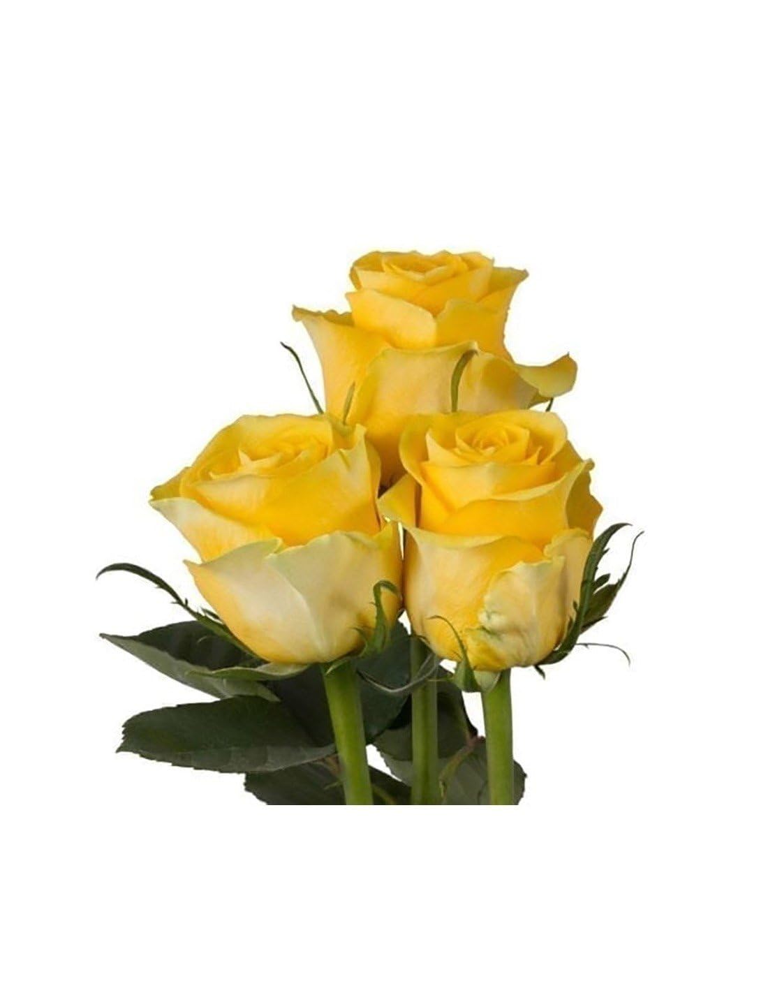 Jardin202 - Rosas Variadas | Flor Natural | Ramo de 12 Tallos | 60cm de Alto | Amarillas Brighton