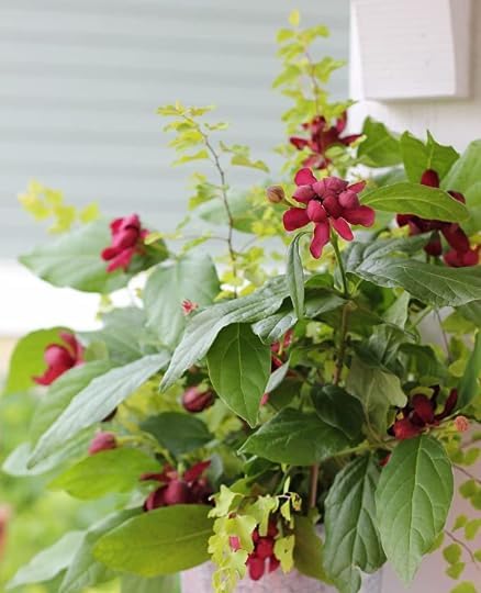 2 Carolina Allspice (Sweet Shrubs) - 6-12" Tall Bushes - Quart Pots - Live Plants - Calycanthus floridus