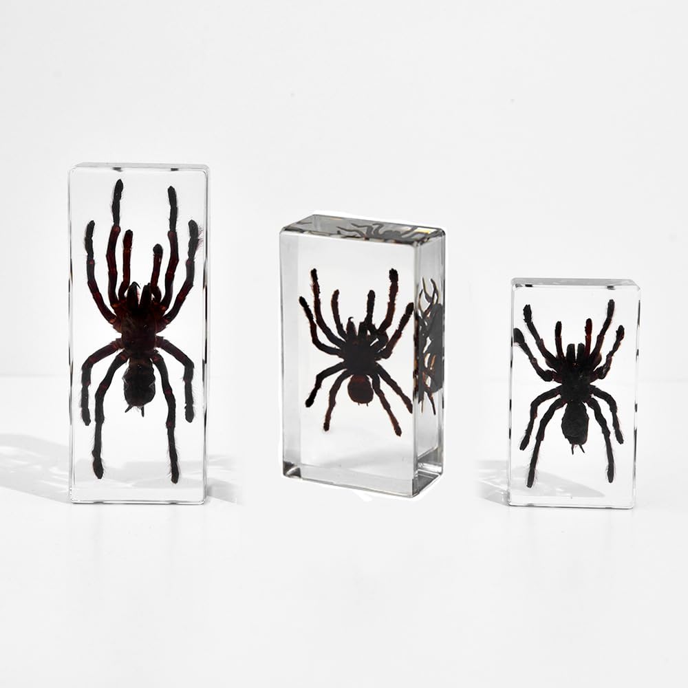 Ragno in resina trasparente, Esemplare reale di insetto per L'educazione Scientifica, Esposizione di Curiosità o Fermacarte unico (Dimensioni grandi: 109 mm x 43 mm)