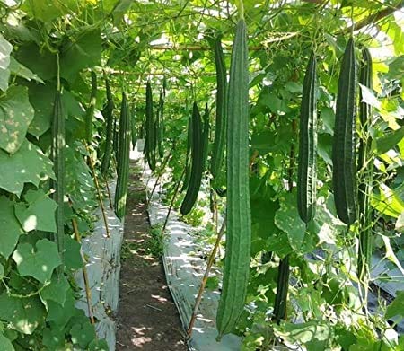 seeds 50pcs CEE Gwa Chinese Okra (Luffa Gourd) Vegetable seeds