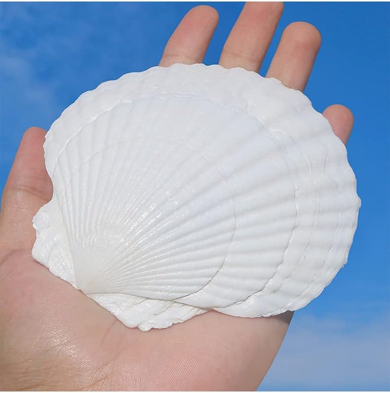 Miniatura 6 de QEQEKAKA 6 conchas grandes de vieira para manualidades, conchas marinas blancas grandes de 4 a 5 pulgadas, para hornear y pintar, manualidades,
