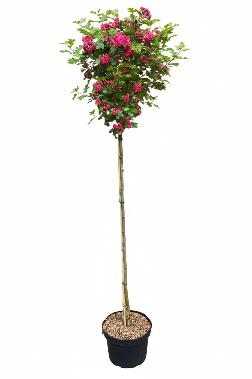 Crataegus Laevigata Paul's Scarlet - Rotdorn Stämmchen, Höhe: 180-190 cm, Karminrote Gefüllte Blüten, Frosthart, Kleinbaum für Garten und Terrasse