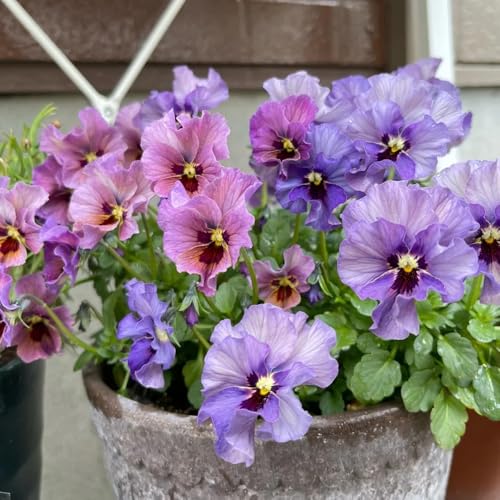 semi di viola del pensiero, semi di selvatici Viola tricolore, acquistarere di viola del pensiero da giardino resistenti perenni 350pcs