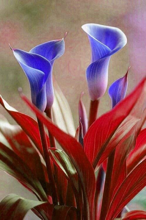 Ritz Farming 1PCS Purple Calla Lily Bulb&Graceful Live Plants for Indoor Desk Ornamental,Gorgeous Hardy Flowers (B09TSZW15W) Amazon Price History, Amazon Price Tracker