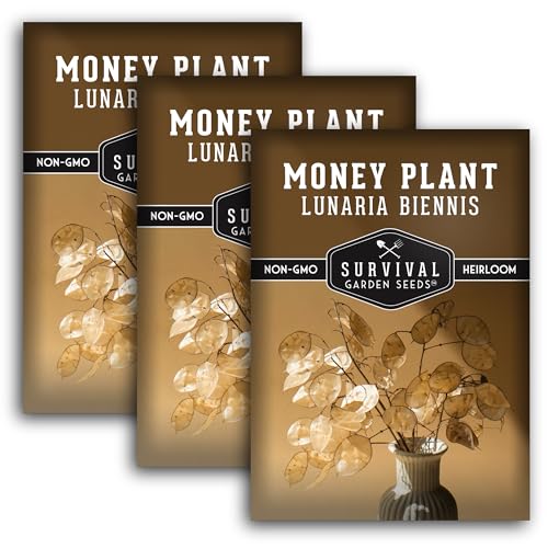 Money Plant Seed for Planting - 3 Packets with Instructions to Plant and Grow Lunaria Annua in Your Home Garden - Non-GMO Heirloom Variety - Survival Garden Seeds