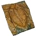 Sunnyhill Real Trilobite Fossil Come from Western Hunan of China 450 Million Years ago