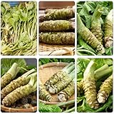 wasabi verdes, de interior resistentes decoración cama elevada para balcón Cobertura perenne resistente orgánico semillas 800pcs