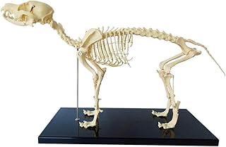 Assembly Model Dog Skeleton Specimen Model Animal Anatomy Teaching Model Dogs Anatomical Model Animal Anatomy and Human Biology Teaching Veterinary Teaching Demonstration Tool