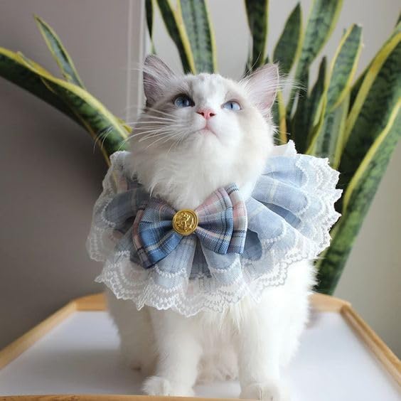 BohoBark Cat Collar - Delicate and Cute Lace Dog Bandana, Pet Bib with Bow Collars Pet Scarf Saliva Towel (Small) (B0CML8ZGPH) Amazon Price History, Amazon Price Tracker