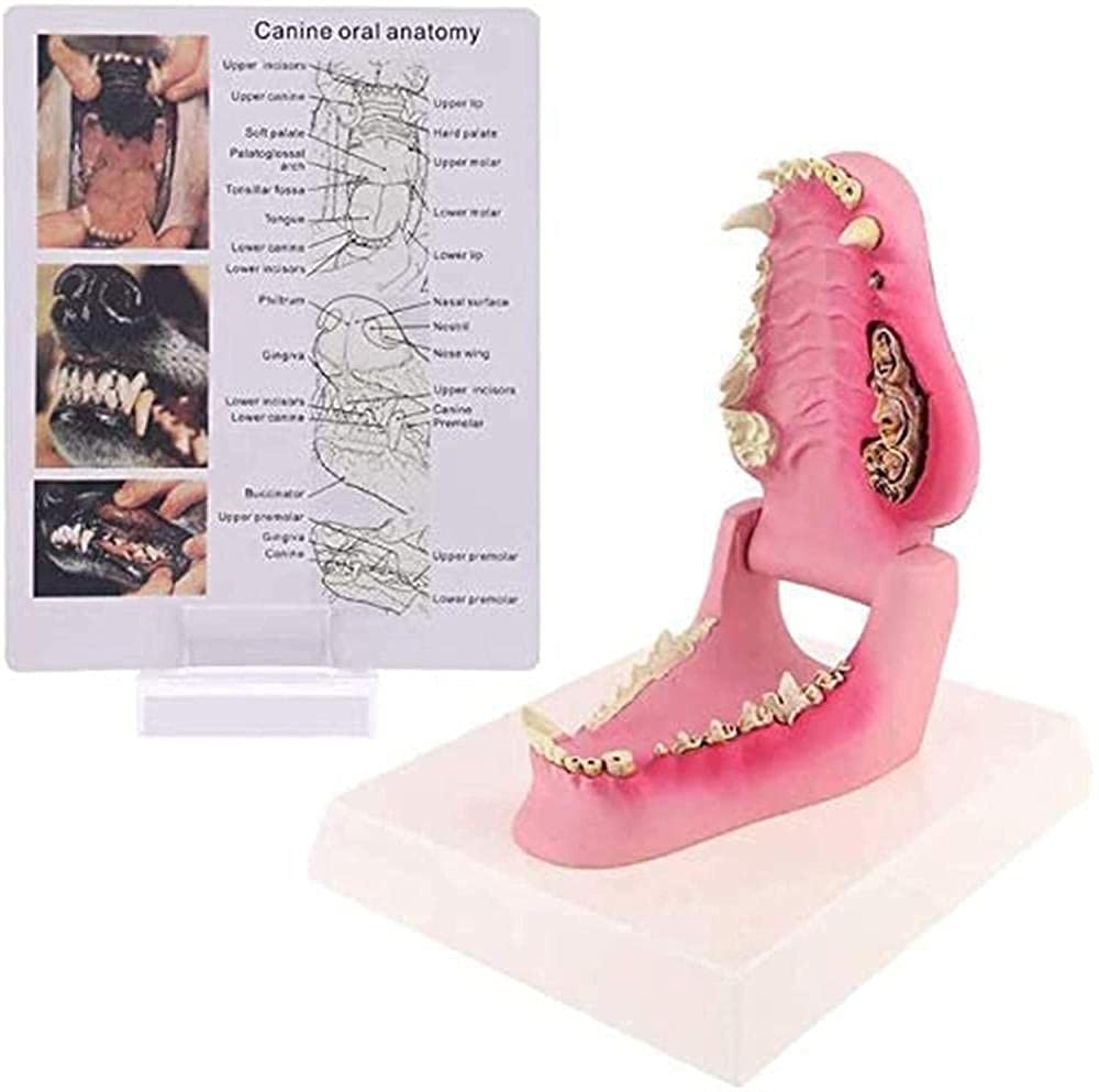 Modèle d'étude de chien et squelette vétérinaire en PVC 12cm