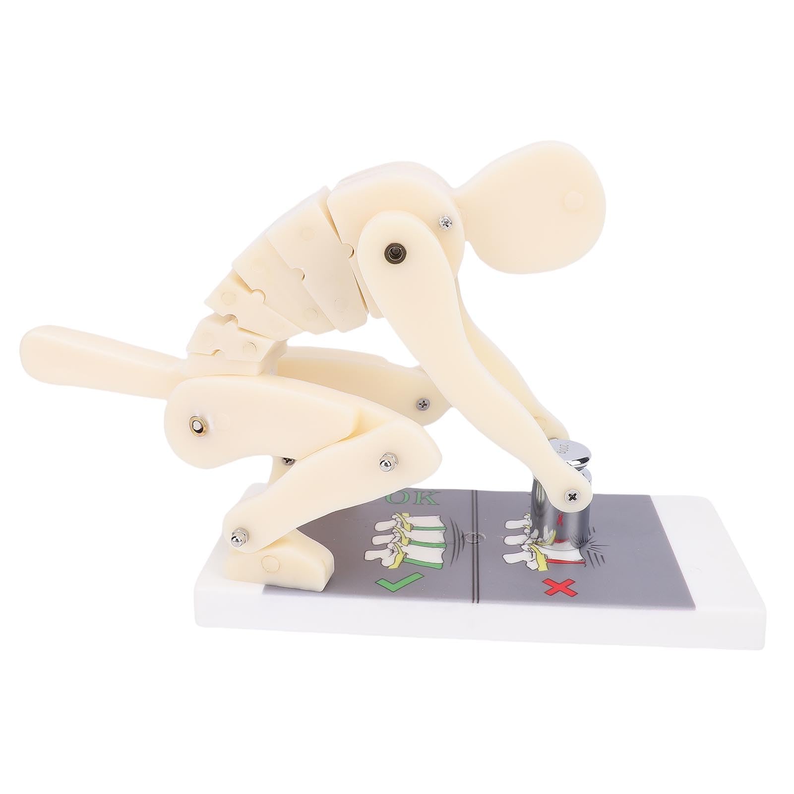 BRRNOO Modèle de Démonstration de Flexion, Modèle de Force de Levage de Poids ABS, Modèle de Démonstration de la Colonne Vertébrale Lombaire, Mouvement du Corps Humain, pour le Gymnase