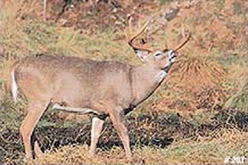 Tru-Life Paper Targets - Deer Rut