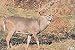 Tru-Life Paper Targets - Deer Rut