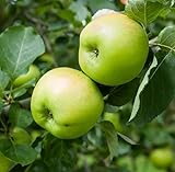 Juice Tree Apple Drink, 12 x 330ml Bottles, Refreshing & Naturally Flavored Apple Beverage, Perfect for Hydration, No Artificial Sweeteners or Preservatives, Ideal for Families, By MegaAisle - Image 7