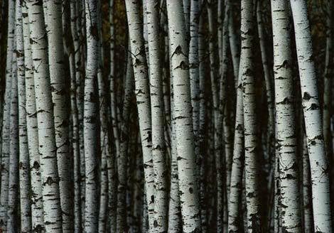 Miniatura 5 de 100 semillas de abedul blanco japonés Betula Platyphylla Japonica por Seedville