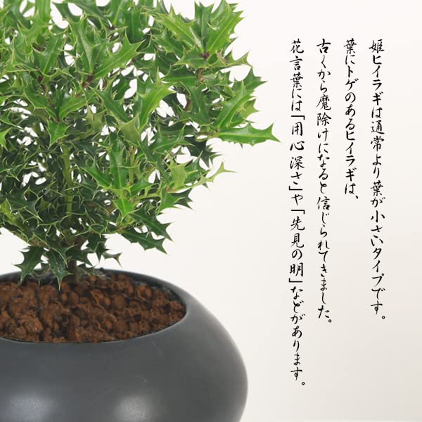 Amazon.co.jp: 遊恵盆栽：姫柊(ヒメヒイラギ) *＜モダン鉢 受け皿付き