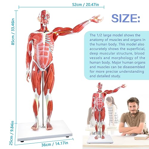 Image of Human Muscle and Organ Model, 27-Part Half Life-Size Human Body Muscle Model Muscular Figure with Removable Organs and Muscle Anatomy for Medical Educational Training,ncludes Detailed Full Color