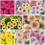 Gerbera Daisy Seeds - 300 Pcs Perennial, Cold Hardy & Low Maintenance, Vibrant Blooms for Garden Landscaping & Cut Flower Arrangements