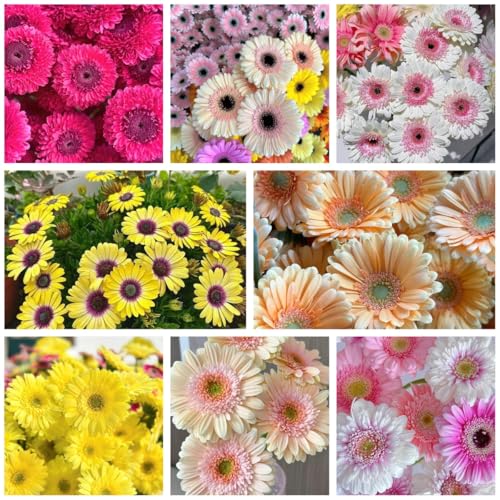 Gerbera Daisy Seeds - 300 Pcs Perennial, Cold Hardy &