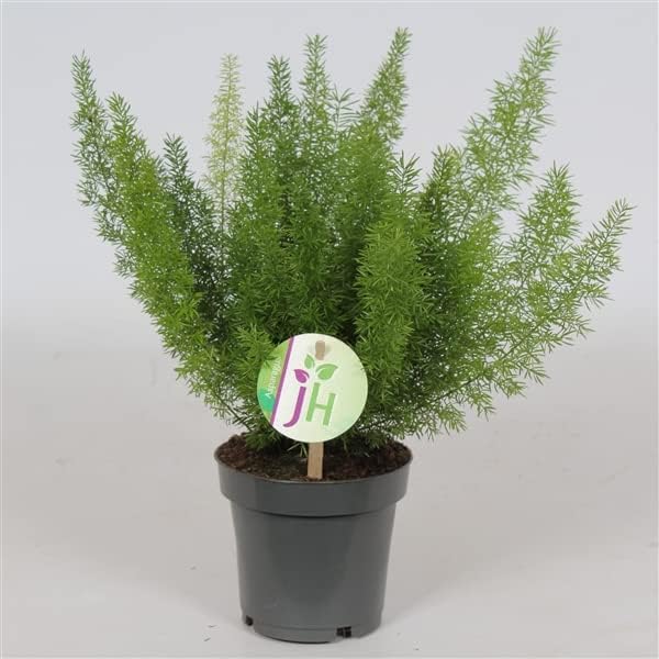 Evergreen Asparagus meyeri Foxtail Fern Easy Care Indoor House Plant