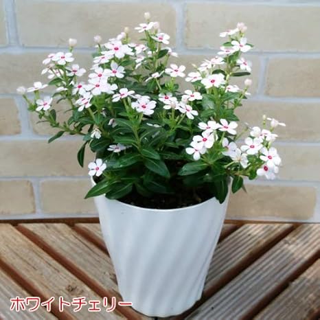 Amazon Co Jp 直径2mcほどの極小輪ビンカ ニチニチソウ ミニナツシリーズ 5号鉢み 分枝促進切り戻し 施肥済み 蕾一杯 ホワイトチェリー ホーム キッチン Amazon Co Jp 直径2mcほどの極小輪ビンカ ニチニチソウ ミニナツシリーズ 5号鉢み 分枝促進切り戻し 施肥済み 蕾一杯 ホワイトチェリー ホーム キッチン