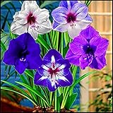 Bulbos perennes de Amaryllis a la venta
