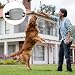 Aomig Leckerlibeutel für Hunde 3Pcs Hundeleckerli mit Trainingsklicker Gürtel Tasche Hundetraining Bauchtasche Hund Gassitasche Futterbeutel Hunde Gassigehen Hundetraining Silikon Trainingstasche Grau